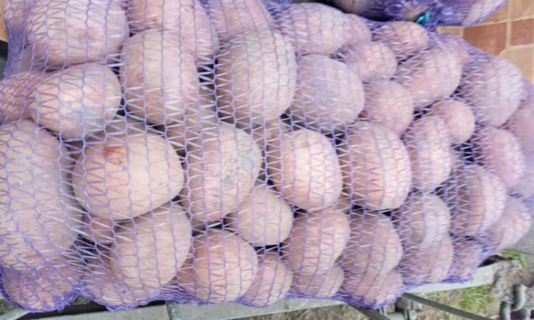 Продаю картофель различных сортов - фото № 2