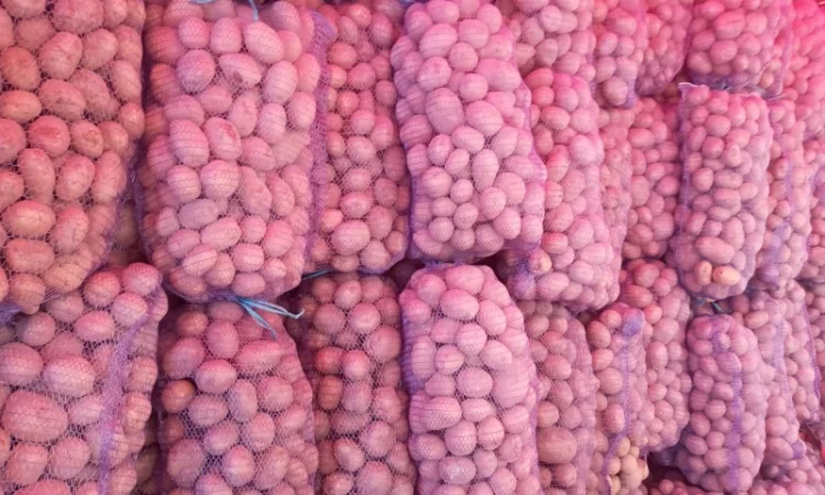 Продаю картофель различных сортов - фото № 3