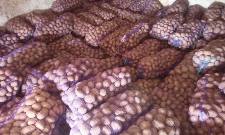 Продаю картофель различных сортов - фото № 5