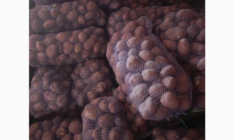 Продаж великої товарної картоплі - фото № 1