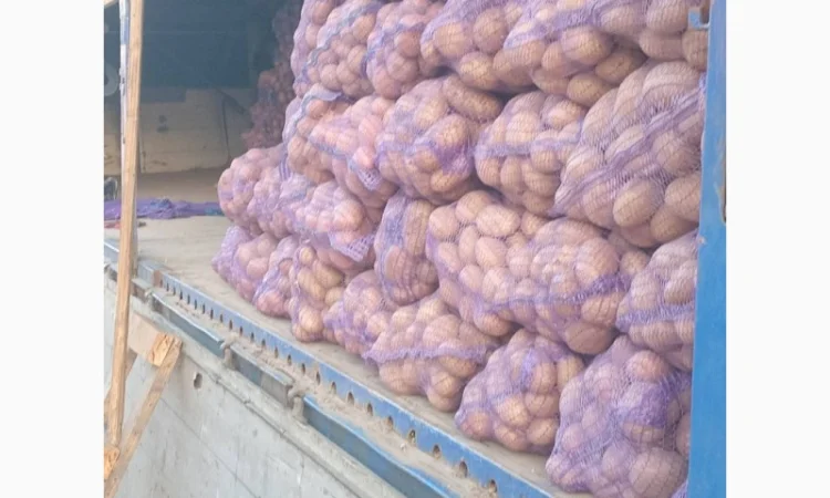 Куплю картоплю білароса та арізона - фото № 4