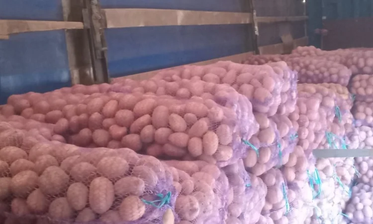 Куплю картоплю білароса та арізона - фото № 5