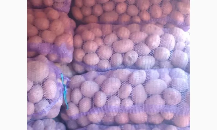 Куплю картоплю білароса та арізона - фото № 7