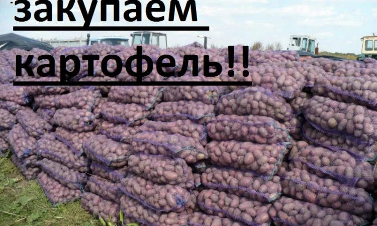 Закупаю картошку любой сорт - фото № 1
