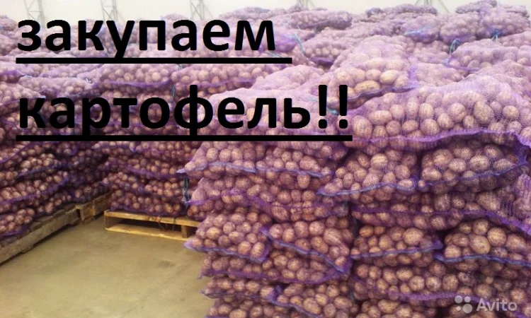 Закупаю гранаду королева анна ред леди ред скарлет Черниговская обл - фото № 1