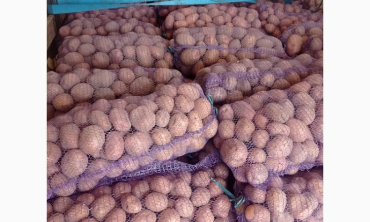 Картопля Білароса Скарб на продаж - фото № 1