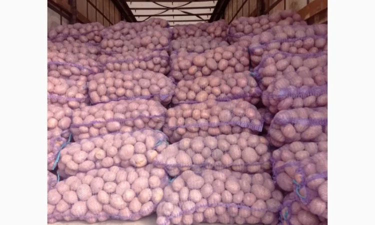 Картопля Білароса Скарб на продаж - фото № 3