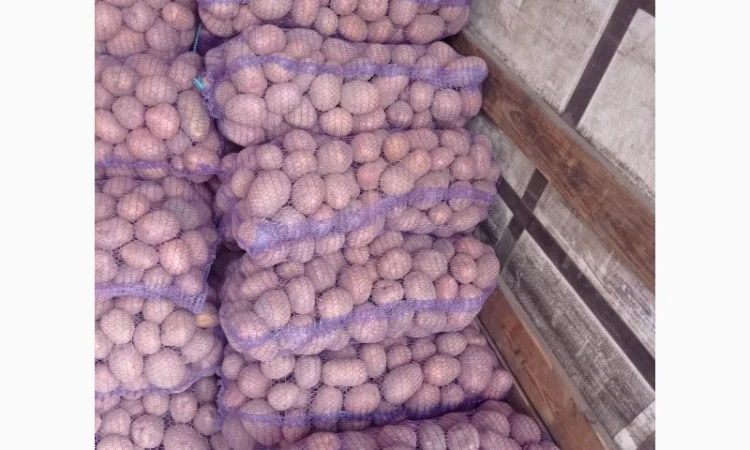 Продается картошка высокого качества - фото № 4