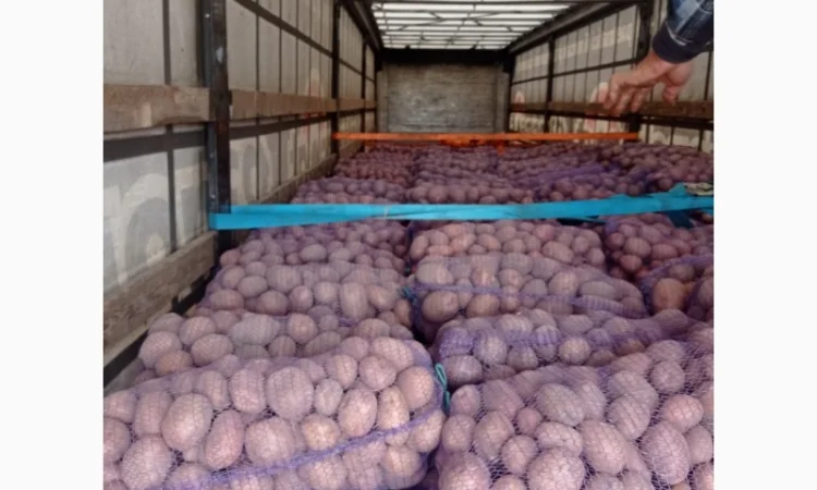 Картопля Білароса Скарб на продаж - фото № 4