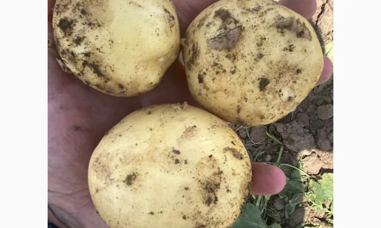 Продаж картоплі за ціною 12 грн. - фото № 1