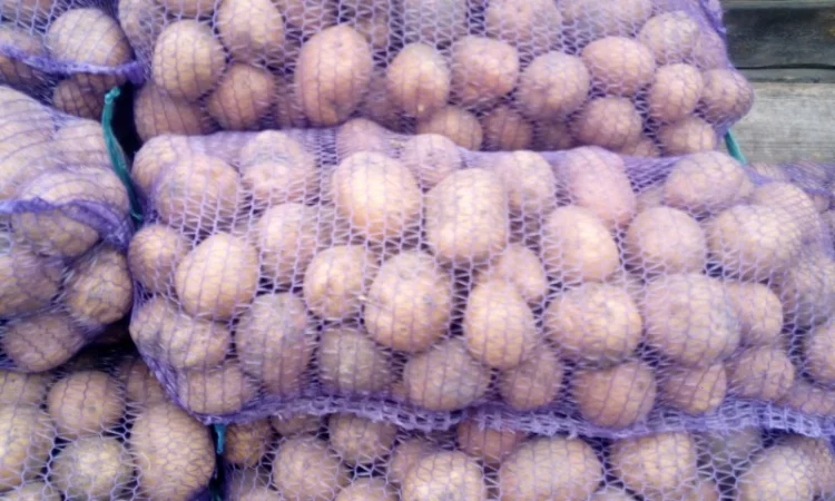 Продажа картофеля, большой выбор сортов - фото № 3