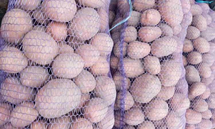 Продажа картофеля, большой выбор сортов - фото № 6