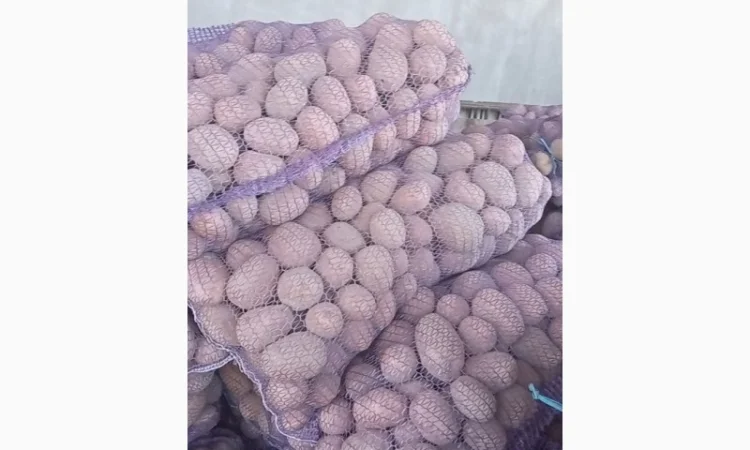 Продам картоплю червоні і білі сорти - фото № 2