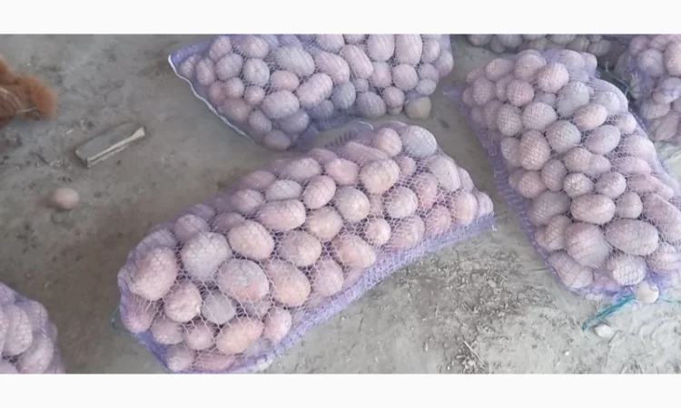 Продам картоплю червоні і білі сорти - фото № 3