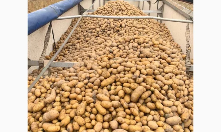 Куплю картоплю гарної якості - фото № 1