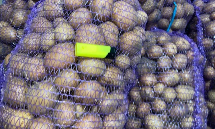 Картошка опт - фото № 2