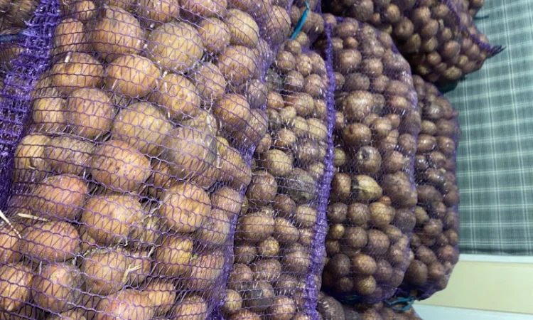 Картошка опт - фото № 3