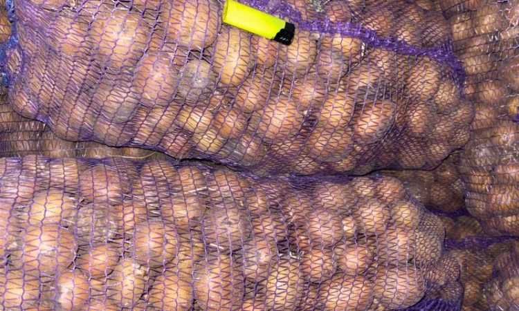 Картошка опт - фото № 4