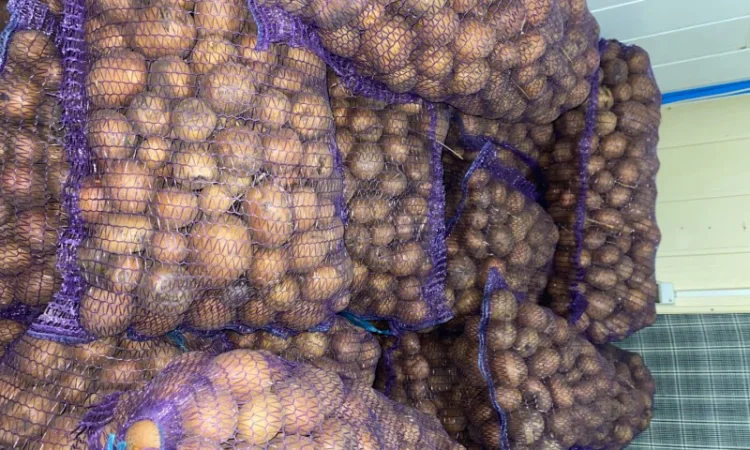 Картошка опт - фото № 5