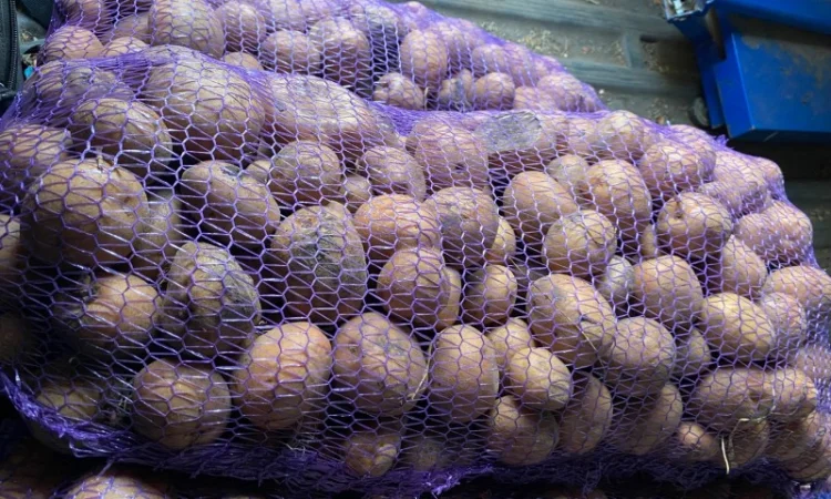 Картошка опт - фото № 7