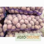 Продам домашний картофель разных сортов 25 грн с доставкой по городу - фото № 1