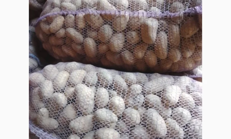 Продаж картоплі сорту Коломбо оптом - фото № 1