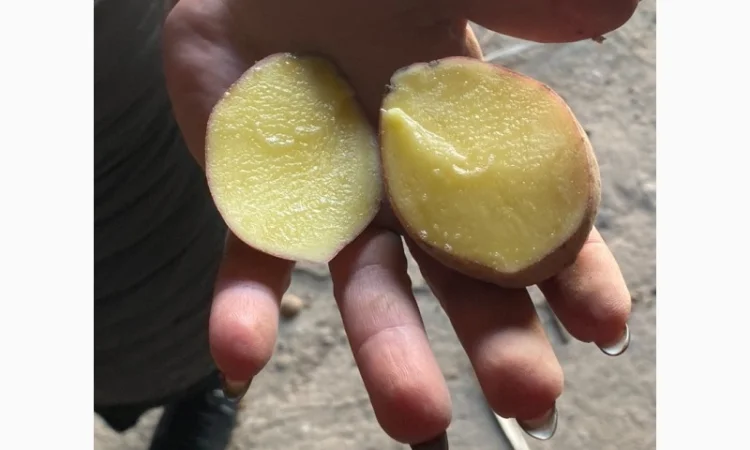 Купить оптом посадочную картошку от 10т. Качество 5+ белые и розовые сорта - фото № 1