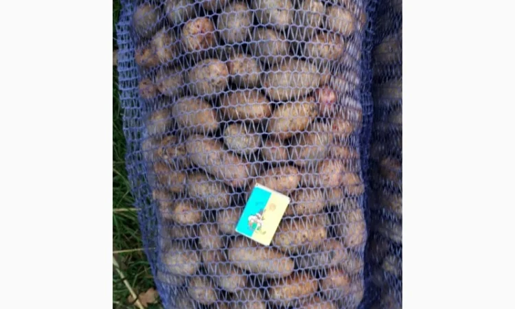 Продам насіння Тираса від 5 т - фото № 1