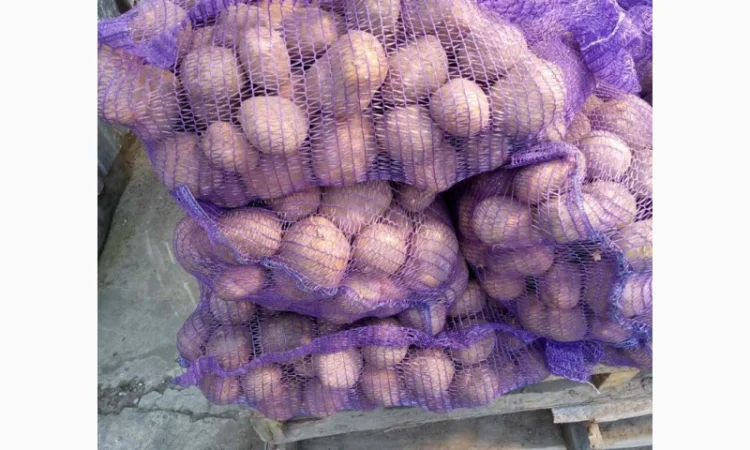 Насіннева картопля Пікассо оптом - фото № 1