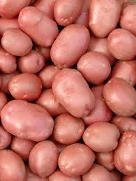 Насіння картоплі червоних сортів оптом - фото № 1