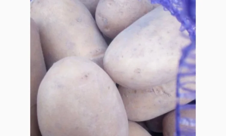 Семенной картофель Беллароза оптом - фото № 1