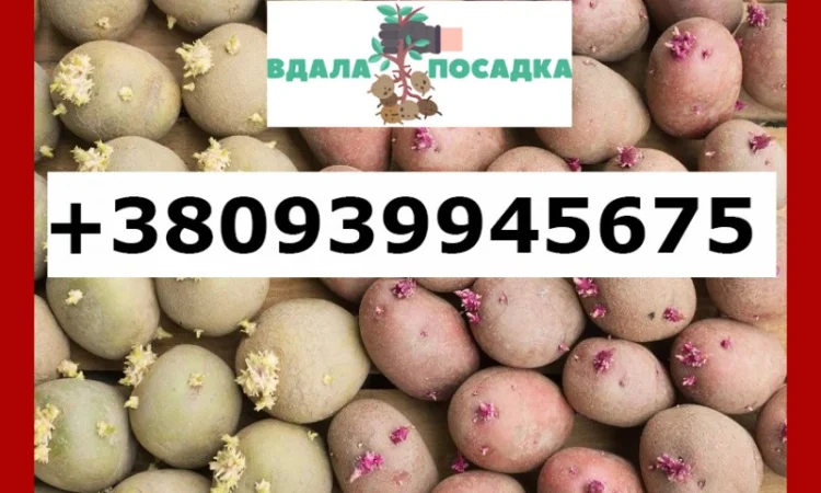 Продамо посадкову картоплю рожевих сортів від 5 тонн, є висока репродукція та для ринку - фото № 1