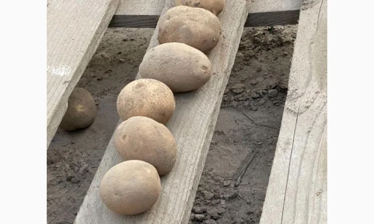 Продамо посадкову картоплю рожевих сортів від 5 тонн, є висока репродукція та для ринку - фото № 2