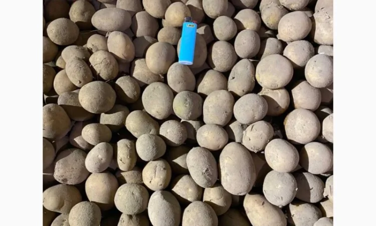 Продаж насінного картоплі Арізони - фото № 1