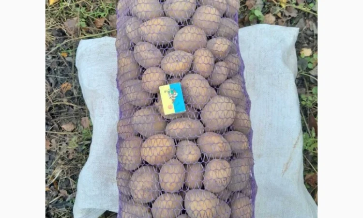 Продаж картоплі сорту Конект середнього калібру - фото № 1