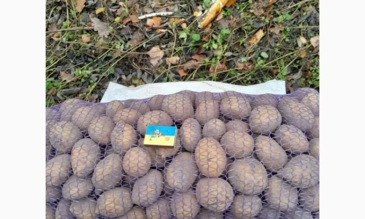 Картопля Конект середнього калібру оптом - фото № 1