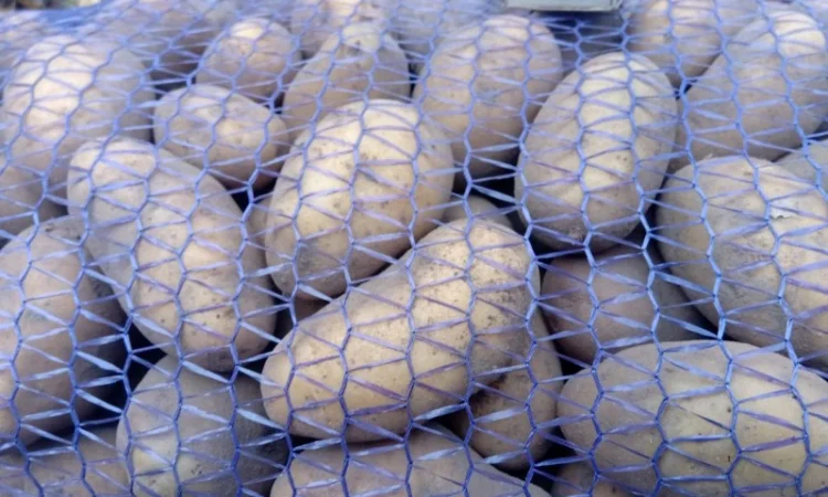 Картопля сорту Гранада середнього калібру оптом - фото № 1