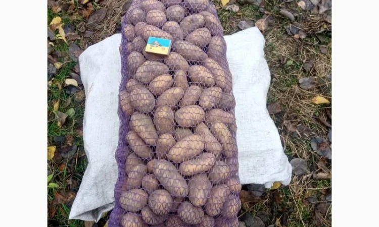 Куплю картоплю сорту Гранада оптом - фото № 1