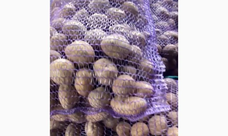 Продаж насіння Рів'єри від 10 тон - фото № 1