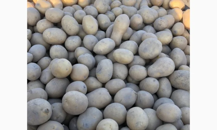 Продажа насінєвої картоплі оптом от 20 тон - фото № 1