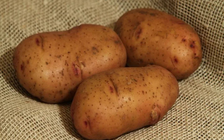 Насіння Тирасу 2 репродукції від 10 тон - фото № 1