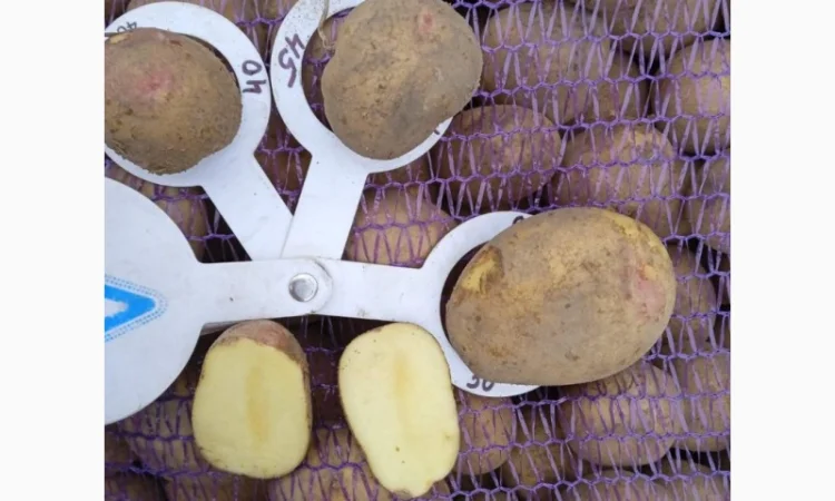 Продаж насінневого картоплі Пікасо оптом - фото № 1