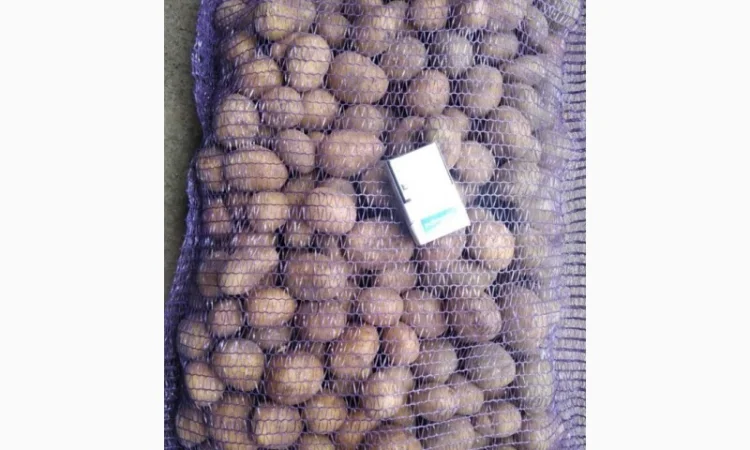 Продаю картофель Аризона оптом - фото № 1