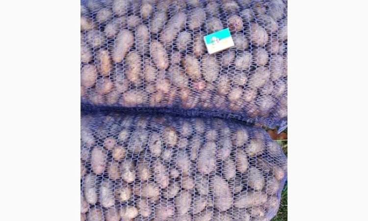 Продажа насинневой картошки Тирас оптом - фото № 1