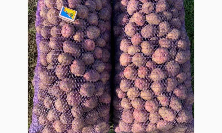 Продажа семенной картошки Пикассо оптом - фото № 1