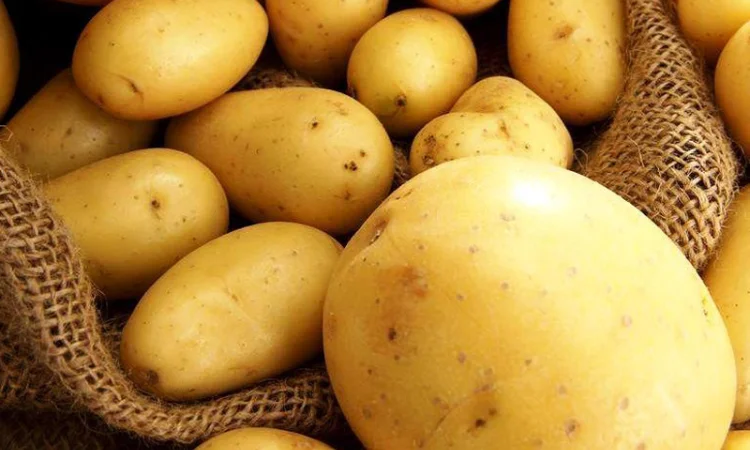 Продаж насіннєвої картоплі Рив'єра оптом - фото № 1