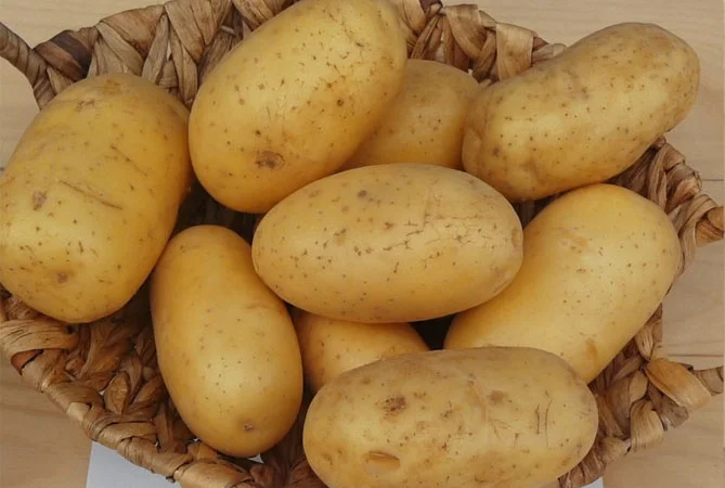 Посадкова картопля сорту королева Анна оптом - фото № 1