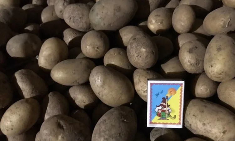 Продажа посадкової картоплі Мелоді і Белароса - фото № 1