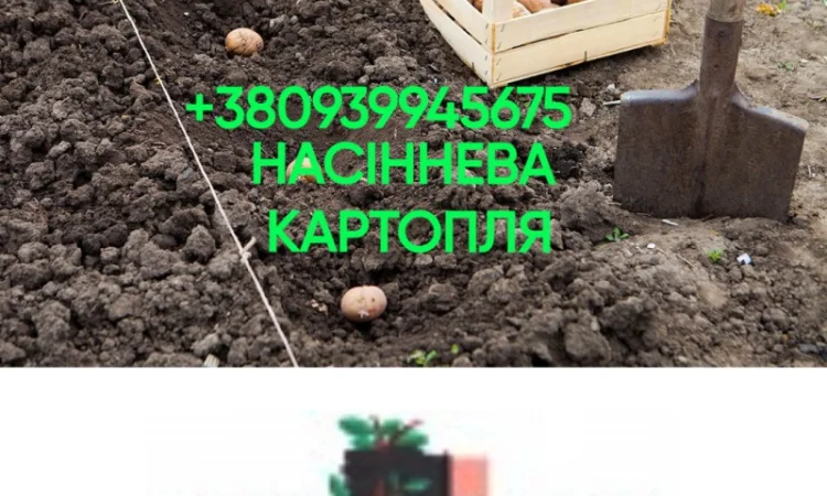 Реалізація насінневого матеріалу 1, 2, 3 репродукції, від 3т, з 20-го серпня - фото № 1