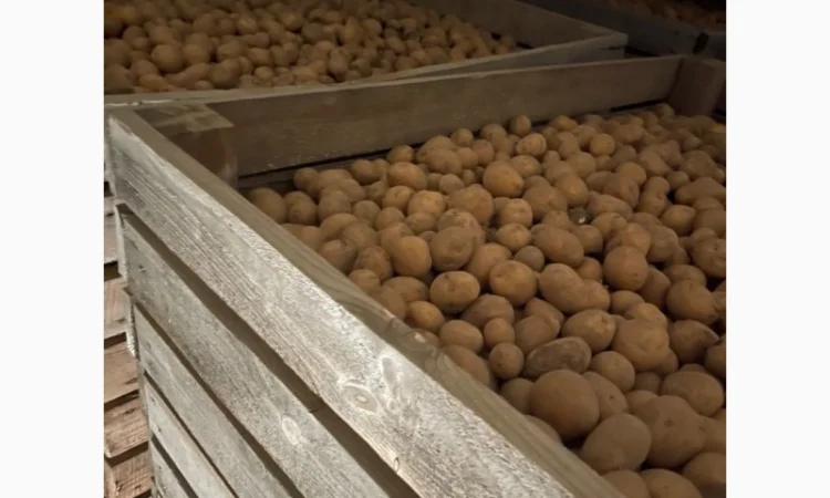 Продаж насінневої картоплі сорту Рів‘єра - фото № 1
